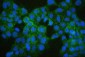 Anti-COMT Antibody Picoband™ (monoclonal, 15C10)